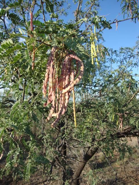 Presumo Sonora - ¡Es tiempo de diccionario sonorense! Chúcata Dulce  chicloso que brota del árbol de mezquite, sacadientes de tan pegajoso;  también significa ofensa, injuria. Ej. El niño anda todo chucatoso por