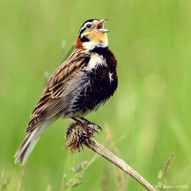 Los pastizales del Desierto Chihuahuense son el hogar de aves migratorias como este Escribano Cuellicastaño. Rick Bohn/USFWS